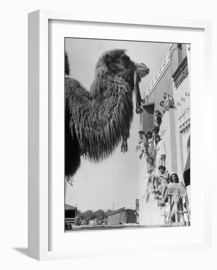 Camel and Women Dressed in Arabic Clothing Attending Date Festival-Loomis Dean-Framed Photographic Print