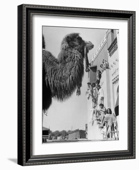 Camel and Women Dressed in Arabic Clothing Attending Date Festival-Loomis Dean-Framed Photographic Print