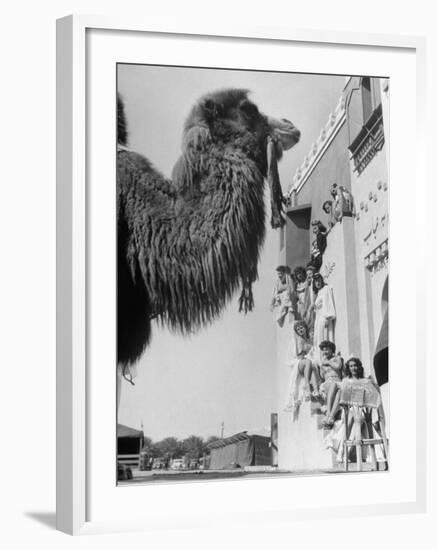 Camel and Women Dressed in Arabic Clothing Attending Date Festival-Loomis Dean-Framed Photographic Print