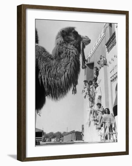 Camel and Women Dressed in Arabic Clothing Attending Date Festival-Loomis Dean-Framed Photographic Print