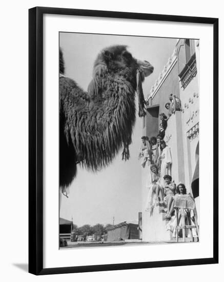 Camel and Women Dressed in Arabic Clothing Attending Date Festival-Loomis Dean-Framed Photographic Print