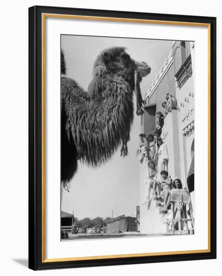 Camel and Women Dressed in Arabic Clothing Attending Date Festival-Loomis Dean-Framed Photographic Print