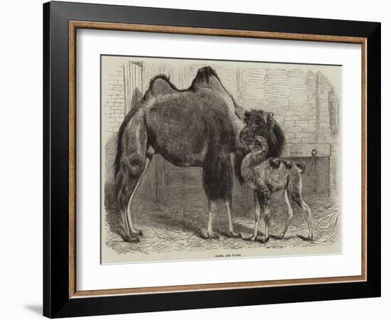 Camel and Young-null-Framed Giclee Print