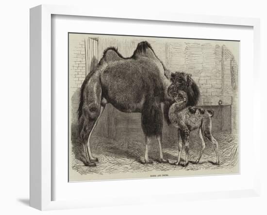 Camel and Young-null-Framed Giclee Print