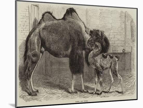 Camel and Young-null-Mounted Giclee Print