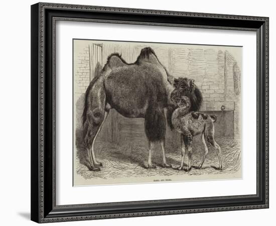 Camel and Young-null-Framed Giclee Print