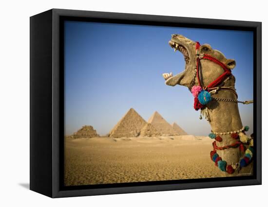 Camel at the Pyramids, Giza, Cairo, Egypt-Doug Pearson-Framed Premier Image Canvas