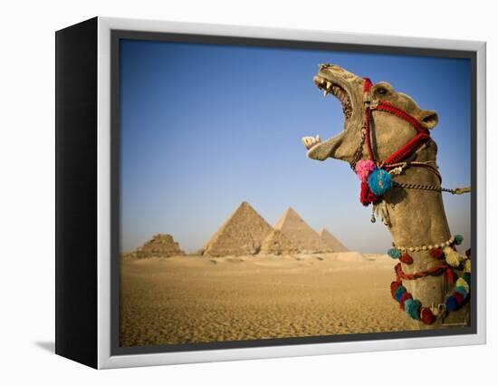 Camel at the Pyramids, Giza, Cairo, Egypt-Doug Pearson-Framed Premier Image Canvas
