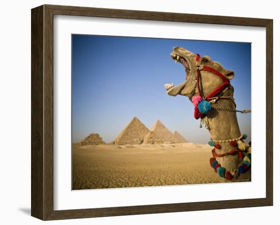 Camel at the Pyramids, Giza, Cairo, Egypt-Doug Pearson-Framed Photographic Print