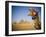 Camel at the Pyramids, Giza, Cairo, Egypt-Doug Pearson-Framed Photographic Print