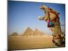 Camel at the Pyramids, Giza, Cairo, Egypt-Doug Pearson-Mounted Photographic Print
