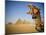 Camel at the Pyramids, Giza, Cairo, Egypt-Doug Pearson-Mounted Photographic Print