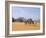 Camel Caravan, Akakus, Sahara Desert, Fezzan, Libya, North Africa, Africa-Sergio Pitamitz-Framed Photographic Print