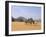 Camel Caravan, Akakus, Sahara Desert, Fezzan, Libya, North Africa, Africa-Sergio Pitamitz-Framed Photographic Print