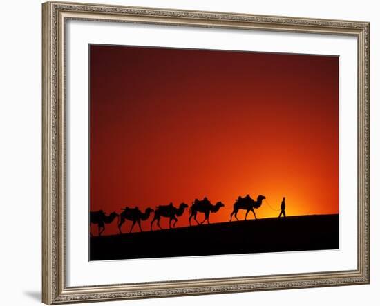 Camel Caravan at Sunrise, Silk Road, China-Keren Su-Framed Photographic Print