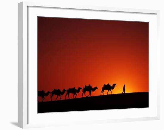 Camel Caravan at Sunrise, Silk Road, China-Keren Su-Framed Photographic Print