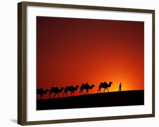 Camel Caravan at Sunrise, Silk Road, China-Keren Su-Framed Photographic Print