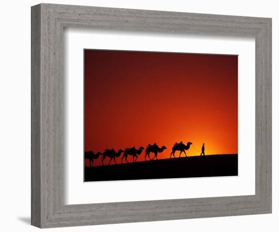 Camel Caravan at Sunrise, Silk Road, China-Keren Su-Framed Photographic Print