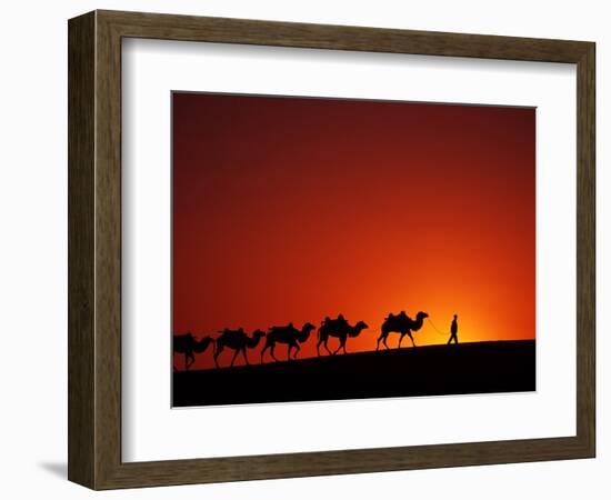 Camel Caravan at Sunrise, Silk Road, China-Keren Su-Framed Photographic Print