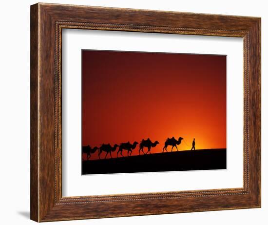 Camel Caravan at Sunrise, Silk Road, China-Keren Su-Framed Photographic Print