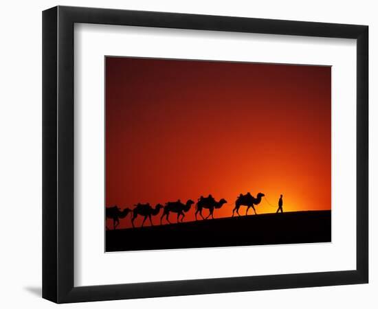 Camel Caravan at Sunrise, Silk Road, China-Keren Su-Framed Photographic Print