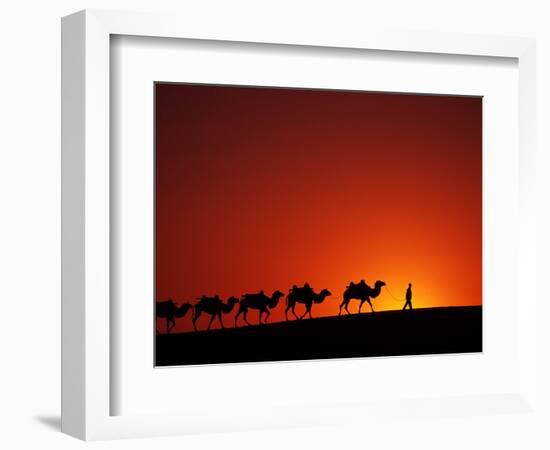 Camel Caravan at Sunrise, Silk Road, China-Keren Su-Framed Photographic Print