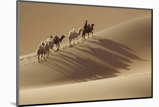 Camel caravan, Badain Jaran Desert, Inner Mongolia, China.-Ellen Anon-Mounted Photographic Print