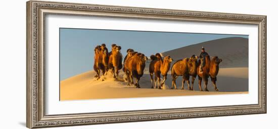 Camel Caravan in a Desert, Gobi Desert, Independent Mongolia-null-Framed Photographic Print