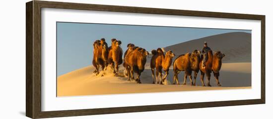 Camel Caravan in a Desert, Gobi Desert, Independent Mongolia-null-Framed Photographic Print