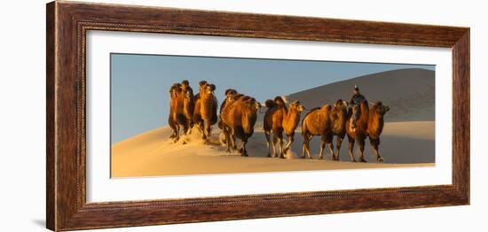 Camel Caravan in a Desert, Gobi Desert, Independent Mongolia-null-Framed Photographic Print