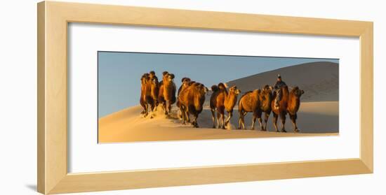 Camel Caravan in a Desert, Gobi Desert, Independent Mongolia-null-Framed Photographic Print