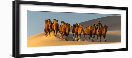 Camel Caravan in a Desert, Gobi Desert, Independent Mongolia-null-Framed Photographic Print