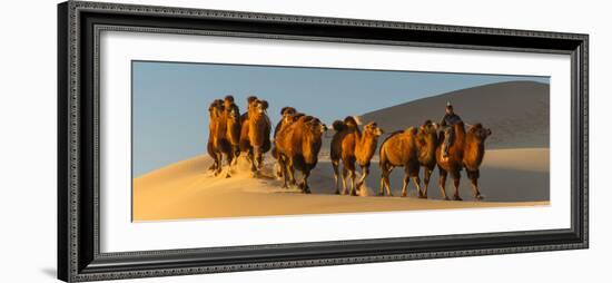 Camel Caravan in a Desert, Gobi Desert, Independent Mongolia-null-Framed Photographic Print