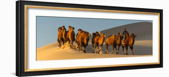 Camel Caravan in a Desert, Gobi Desert, Independent Mongolia-null-Framed Photographic Print