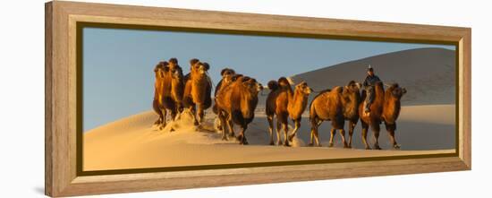 Camel Caravan in a Desert, Gobi Desert, Independent Mongolia-null-Framed Premier Image Canvas
