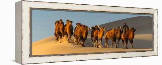 Camel Caravan in a Desert, Gobi Desert, Independent Mongolia-null-Framed Premier Image Canvas