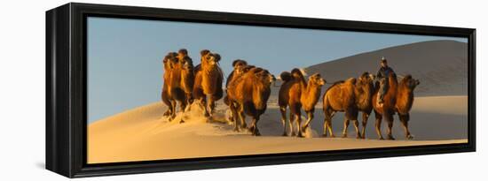 Camel Caravan in a Desert, Gobi Desert, Independent Mongolia-null-Framed Premier Image Canvas