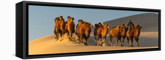 Camel Caravan in a Desert, Gobi Desert, Independent Mongolia-null-Framed Premier Image Canvas