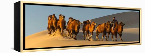 Camel Caravan in a Desert, Gobi Desert, Independent Mongolia-null-Framed Premier Image Canvas