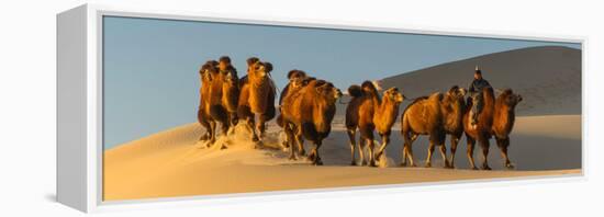 Camel Caravan in a Desert, Gobi Desert, Independent Mongolia-null-Framed Premier Image Canvas