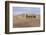 Camel Caravan in the Dunes. Gobi Desert. Mongolia.-Tom Norring-Framed Photographic Print