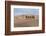 Camel Caravan in the Dunes. Gobi Desert. Mongolia.-Tom Norring-Framed Photographic Print