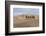 Camel Caravan in the Dunes. Gobi Desert. Mongolia.-Tom Norring-Framed Photographic Print