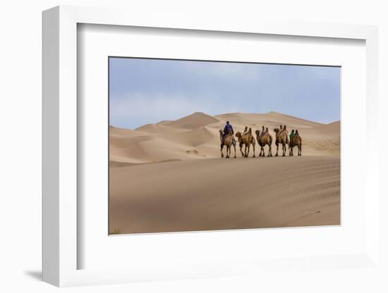 Camel Caravan in the Dunes. Gobi Desert. Mongolia.-Tom Norring-Framed Photographic Print