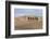 Camel Caravan in the Dunes. Gobi Desert. Mongolia.-Tom Norring-Framed Photographic Print