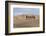 Camel Caravan in the Dunes. Gobi Desert. Mongolia.-Tom Norring-Framed Photographic Print