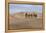 Camel Caravan in the Dunes. Gobi Desert. Mongolia.-Tom Norring-Framed Premier Image Canvas