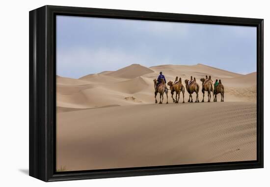 Camel Caravan in the Dunes. Gobi Desert. Mongolia.-Tom Norring-Framed Premier Image Canvas