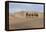 Camel Caravan in the Dunes. Gobi Desert. Mongolia.-Tom Norring-Framed Premier Image Canvas