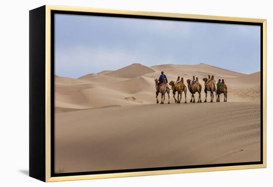 Camel Caravan in the Dunes. Gobi Desert. Mongolia.-Tom Norring-Framed Premier Image Canvas